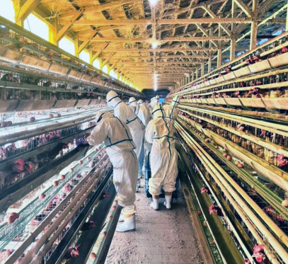 鳥インフルエンザ発生農場で鶏の殺処分に当たる県職員ら＝２０日、出水市高尾野（鹿児島県提供）