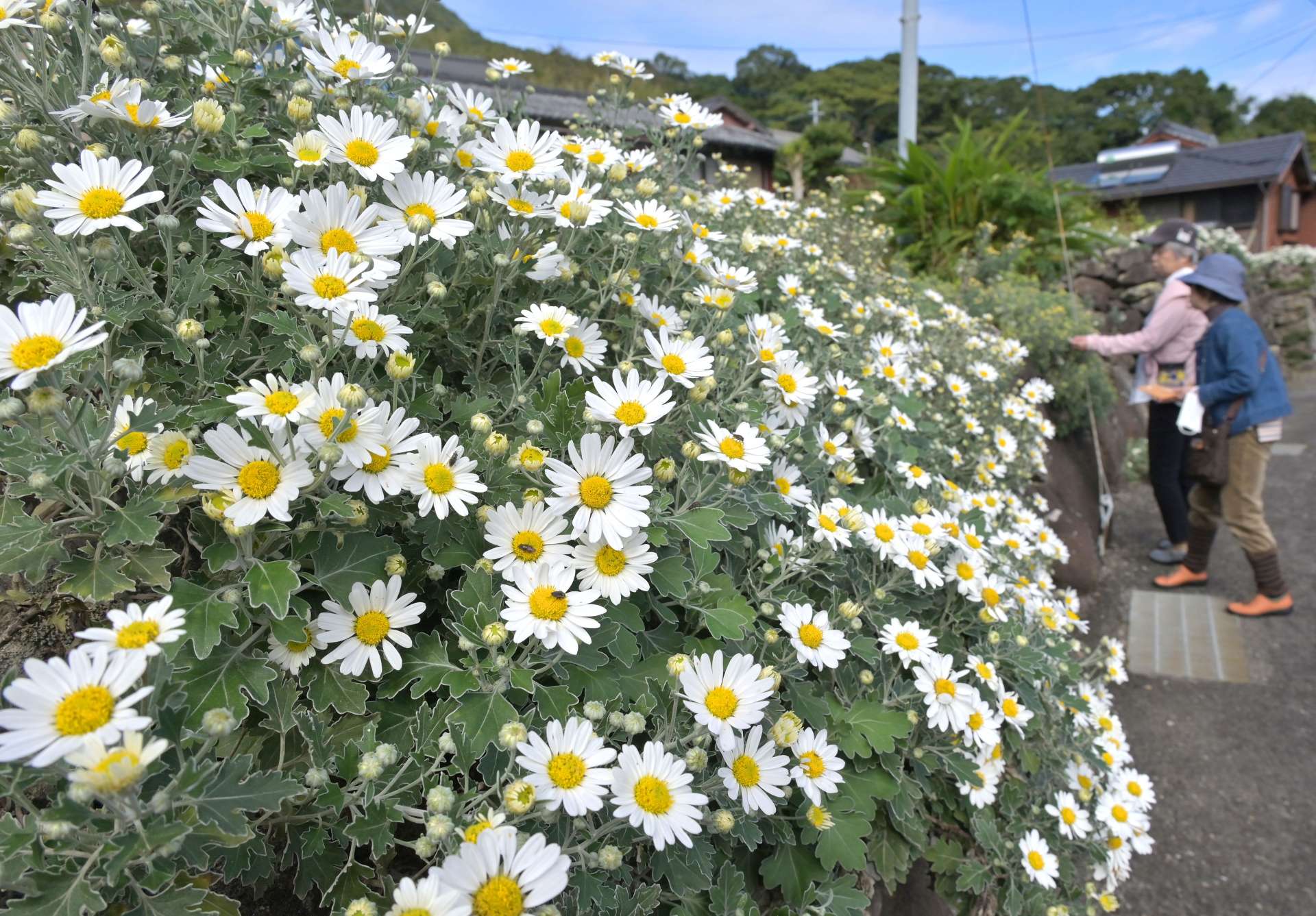 〈別カット〉集落の石垣を彩るサツマノギク＝２１日午前、南さつま市笠沙