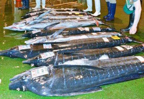 〈関連〉鹿児島市中央卸売市場魚類市場に並ぶ秋太郎