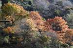 東雲の里で色づきだした紅葉＝２７日、出水市上大川内