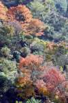 東雲の里で色づきだした紅葉＝２７日、出水市上大川内