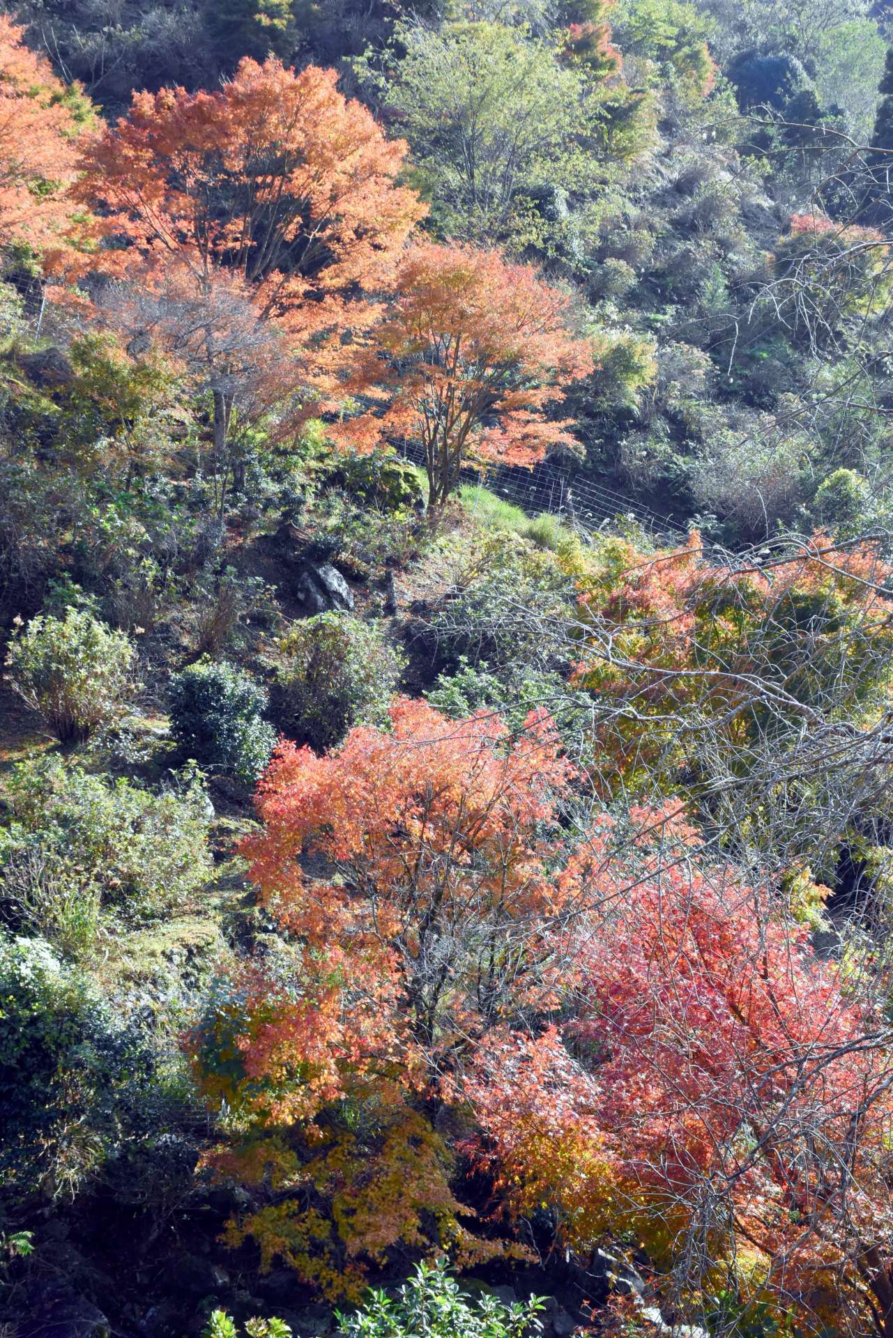東雲の里で色づきだした紅葉＝２７日、出水市上大川内