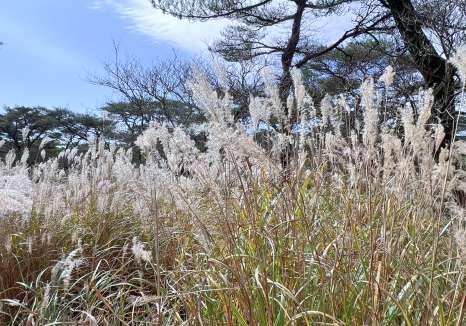 えびの高原一帯に広がるススキ。「えびの」の地名は穂の「えび色」にちなむとされる＝１１月２０日、えびの高原