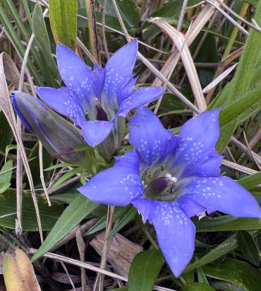 秋のリンドウ。春に比べ青紫色が濃く、花弁が大きい＝１０月１７日、大浪池火口縁
