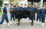 国産の飼料で肥育する予定の和牛と、世話をする高校生＝鹿屋市の鹿屋農業高校