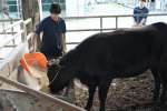 国産の餌を牛に与える鹿屋農業高校の生徒＝鹿屋市の同校