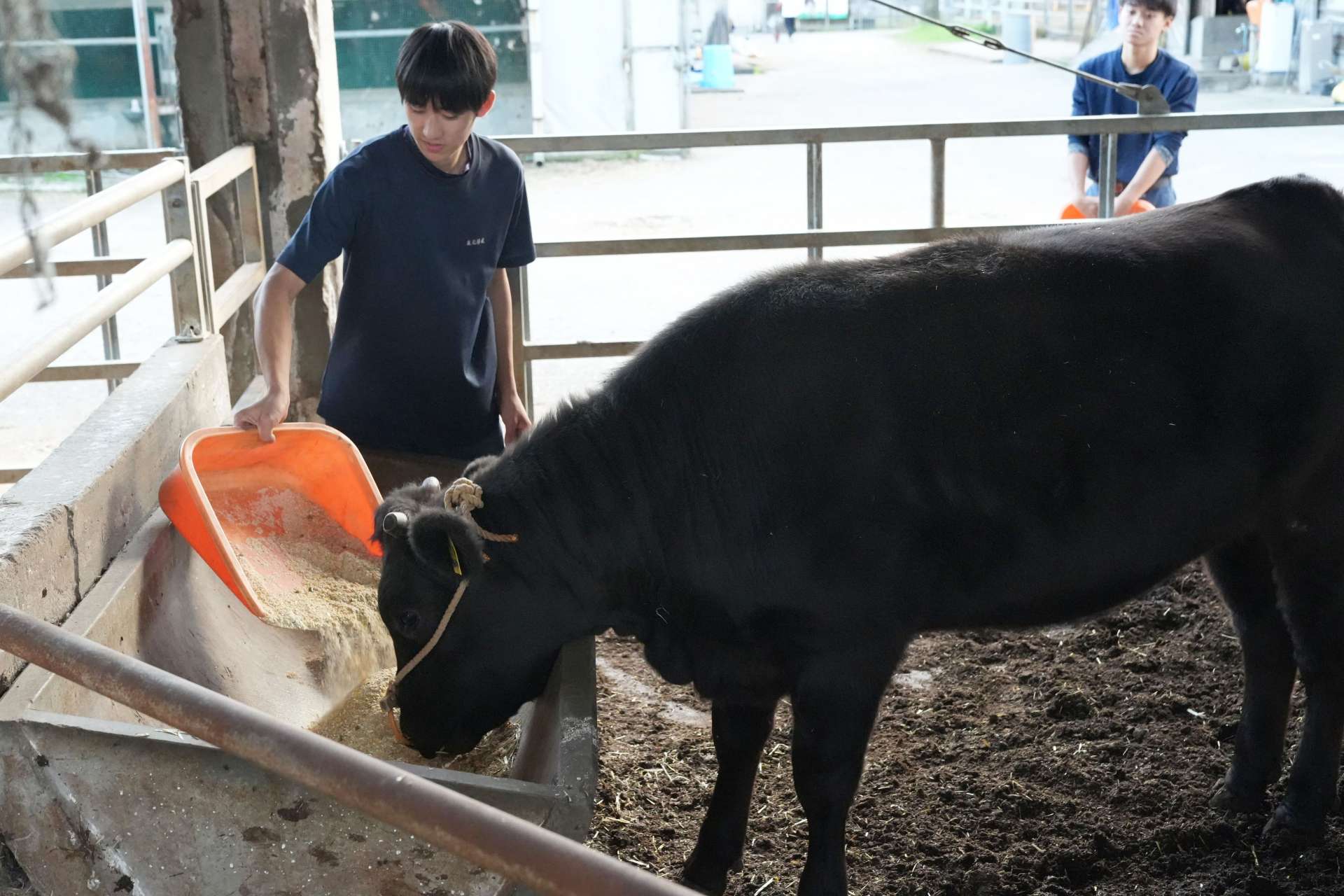 国産の餌を牛に与える鹿屋農業高校の生徒＝鹿屋市の同校