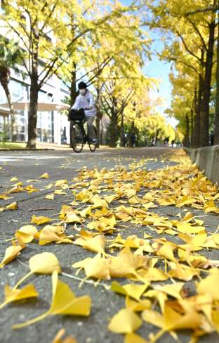 〈別カット〉キャンパスを黄色く彩るイチョウ＝４日、鹿児島市郡元１丁目の鹿児島大学