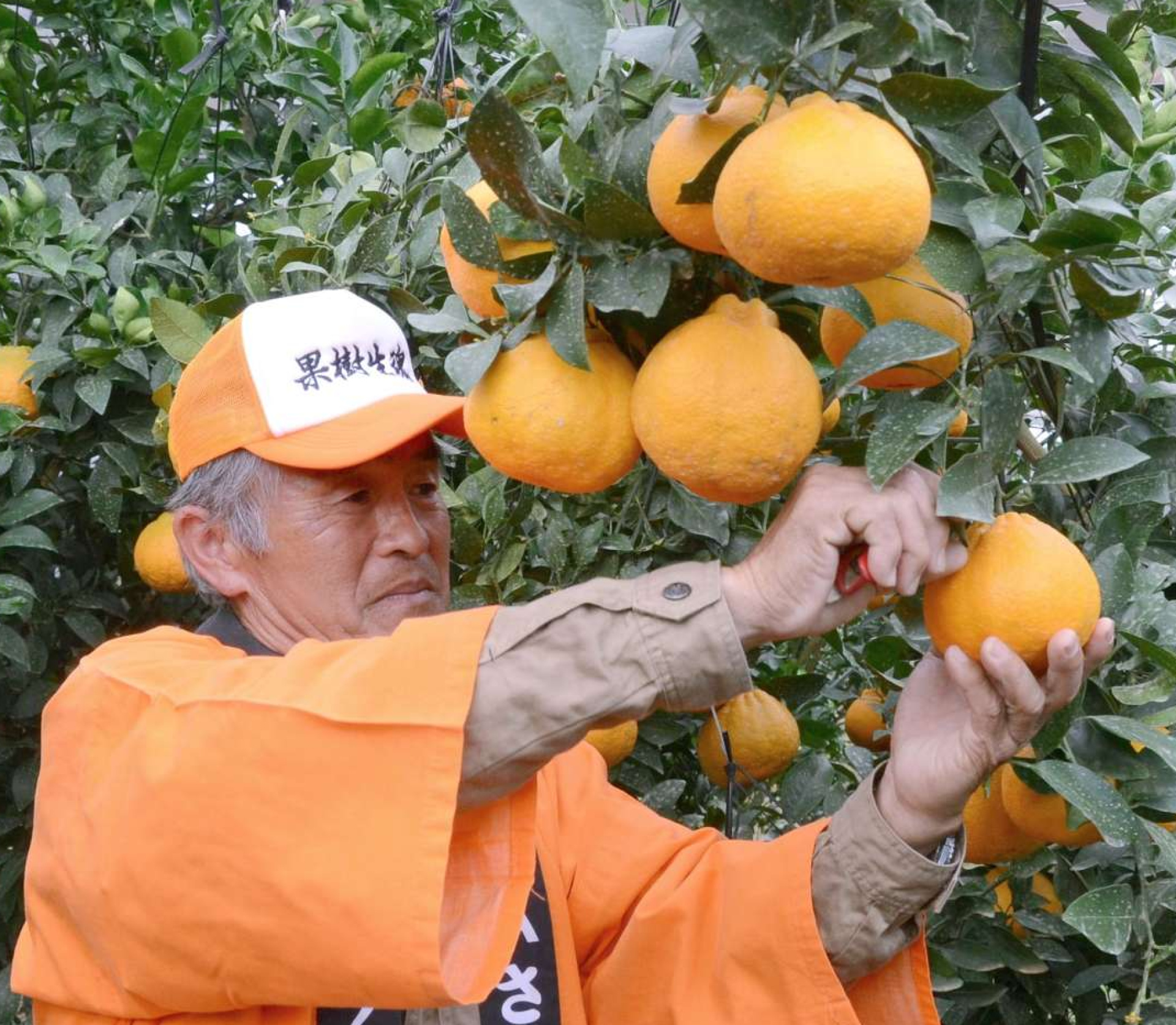 大将季を収穫する上和田憲生さん＝日置市東市来町養母