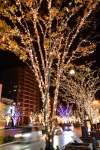明るく彩られるケヤキ並木＝みなと大通り公園