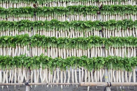 「まさに大根のカーテン…」やぐらに掛けられてずらりと並ぶ漬物用の大根＝６日、南九州市知覧町塩屋
