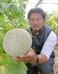 メロンの実り具合を確認する本城利博さん＝出水市高尾野町下高尾野