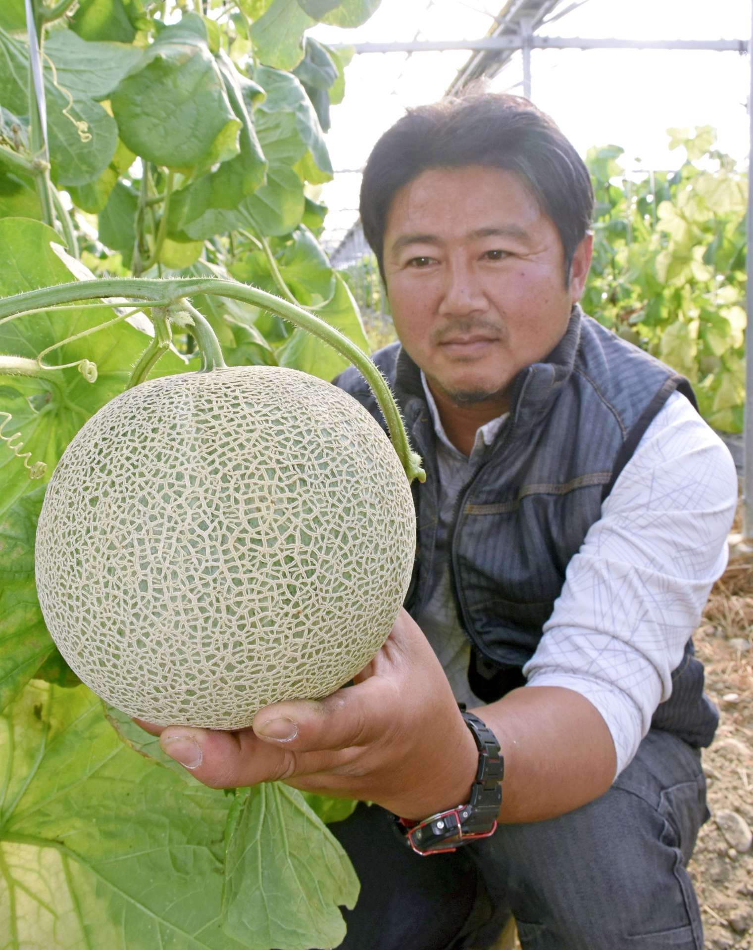 メロンの実り具合を確認する本城利博さん＝出水市高尾野町下高尾野