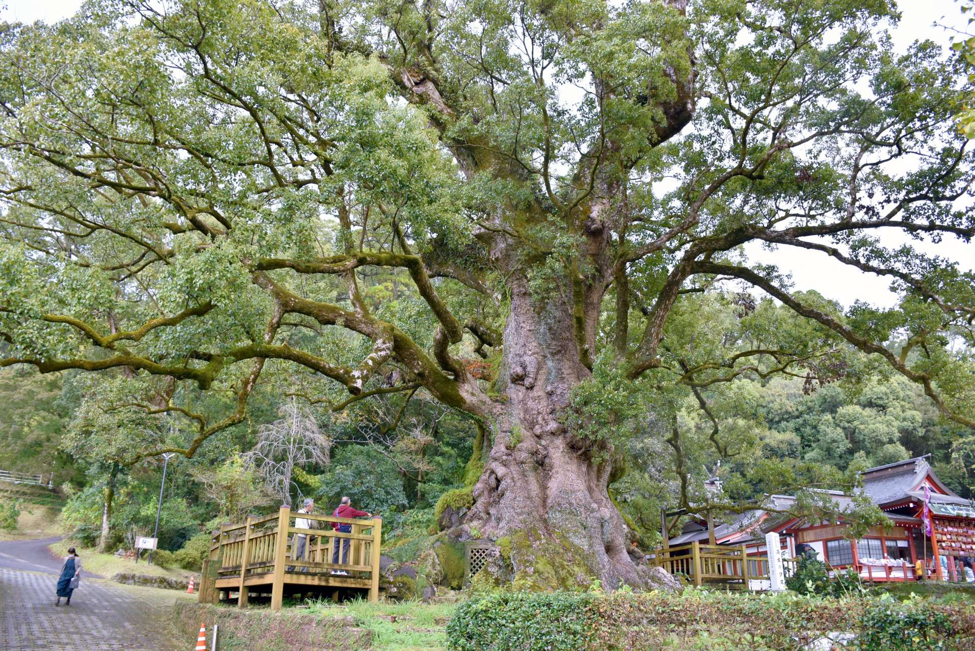 樹勢が回復している蒲生八幡神社の大クス。右が本殿＝１１月２７日、姶良市蒲生