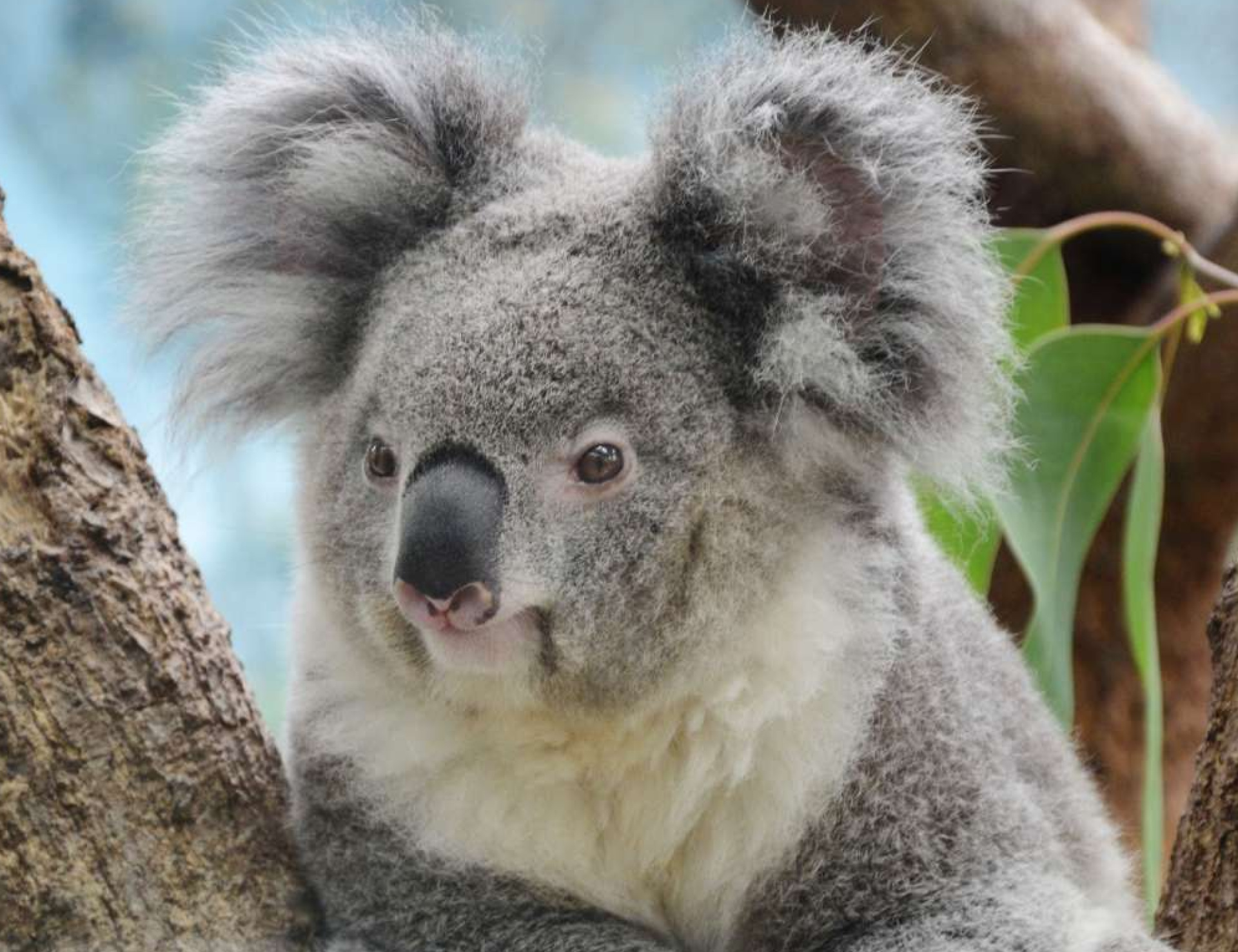 平川動物公園で飼育されるコアラ。ふさふさした耳が特徴のインディコ＝２０２１年６月、鹿児島市の平川動物公園