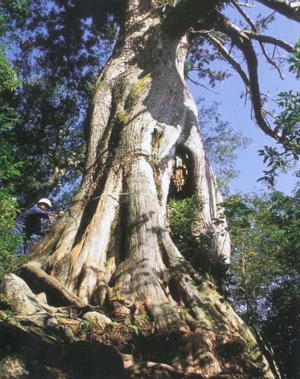 折れる前の弥生杉（屋久島町提供）
