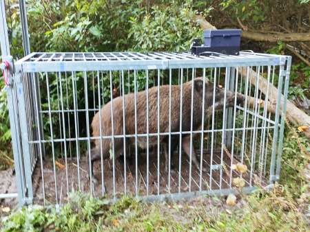 箱わなで捕獲されたイノシシ（鹿児島市提供）