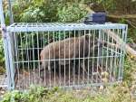 箱わなで捕獲されたイノシシ（鹿児島市提供）