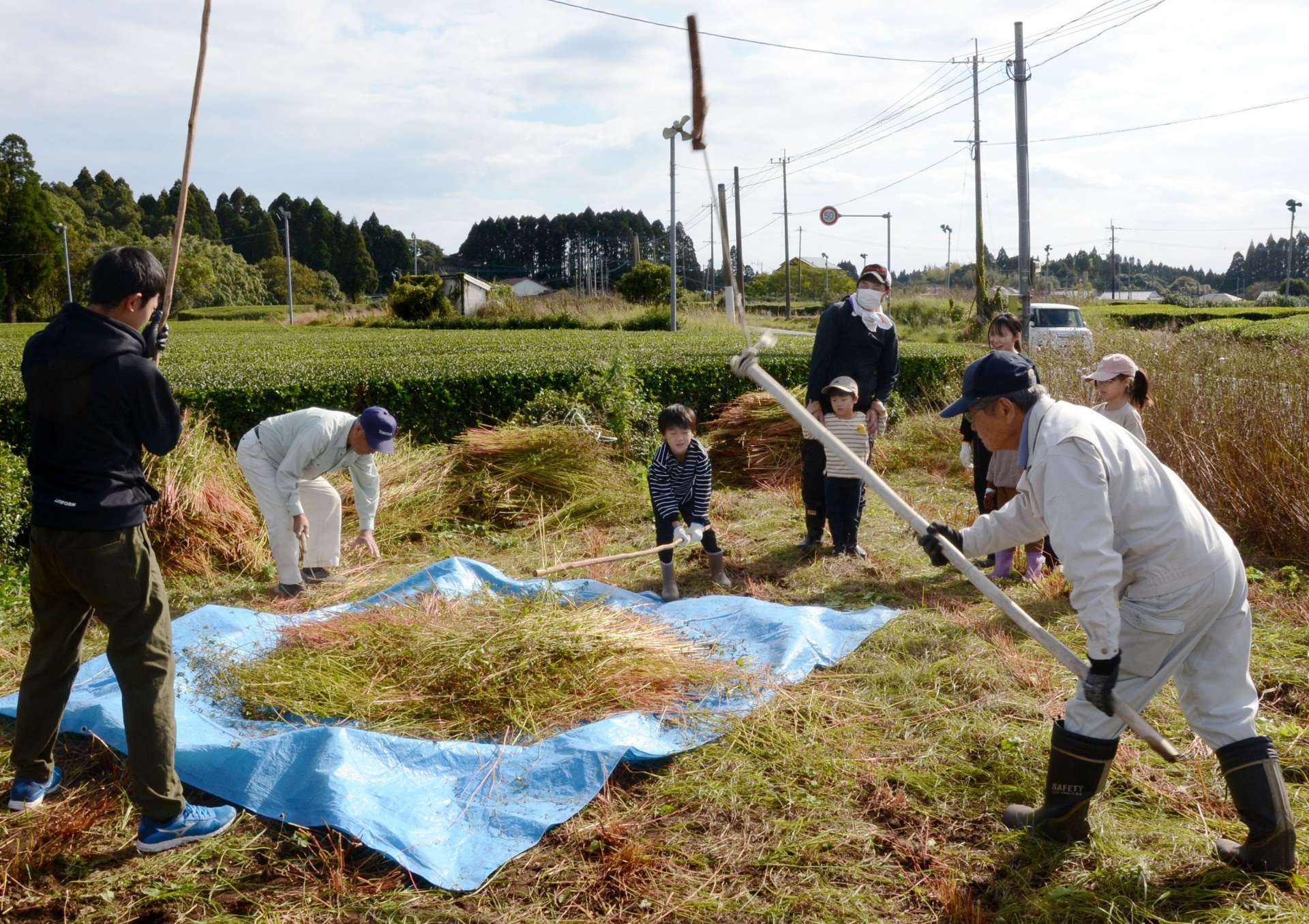 めぐり棒などでソバの実を落とす子どもたち