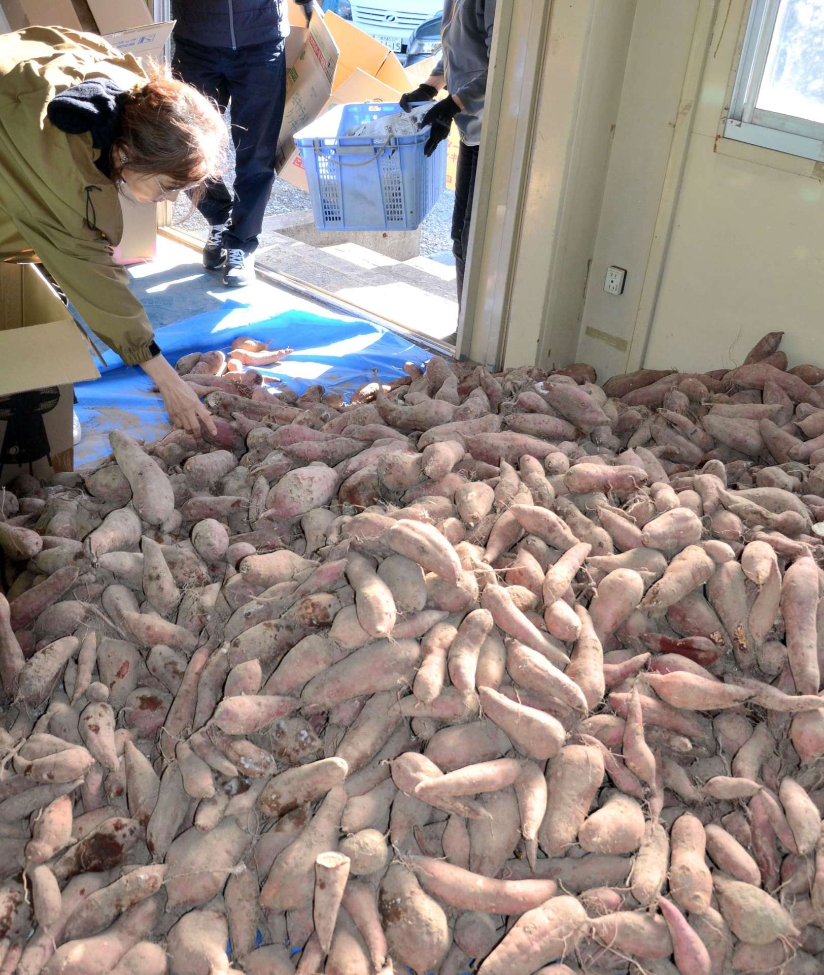 生ごみから作った堆肥で栽培したサツマイモを仕分ける子ども食堂の関係者ら＝１２日、日置市伊集院