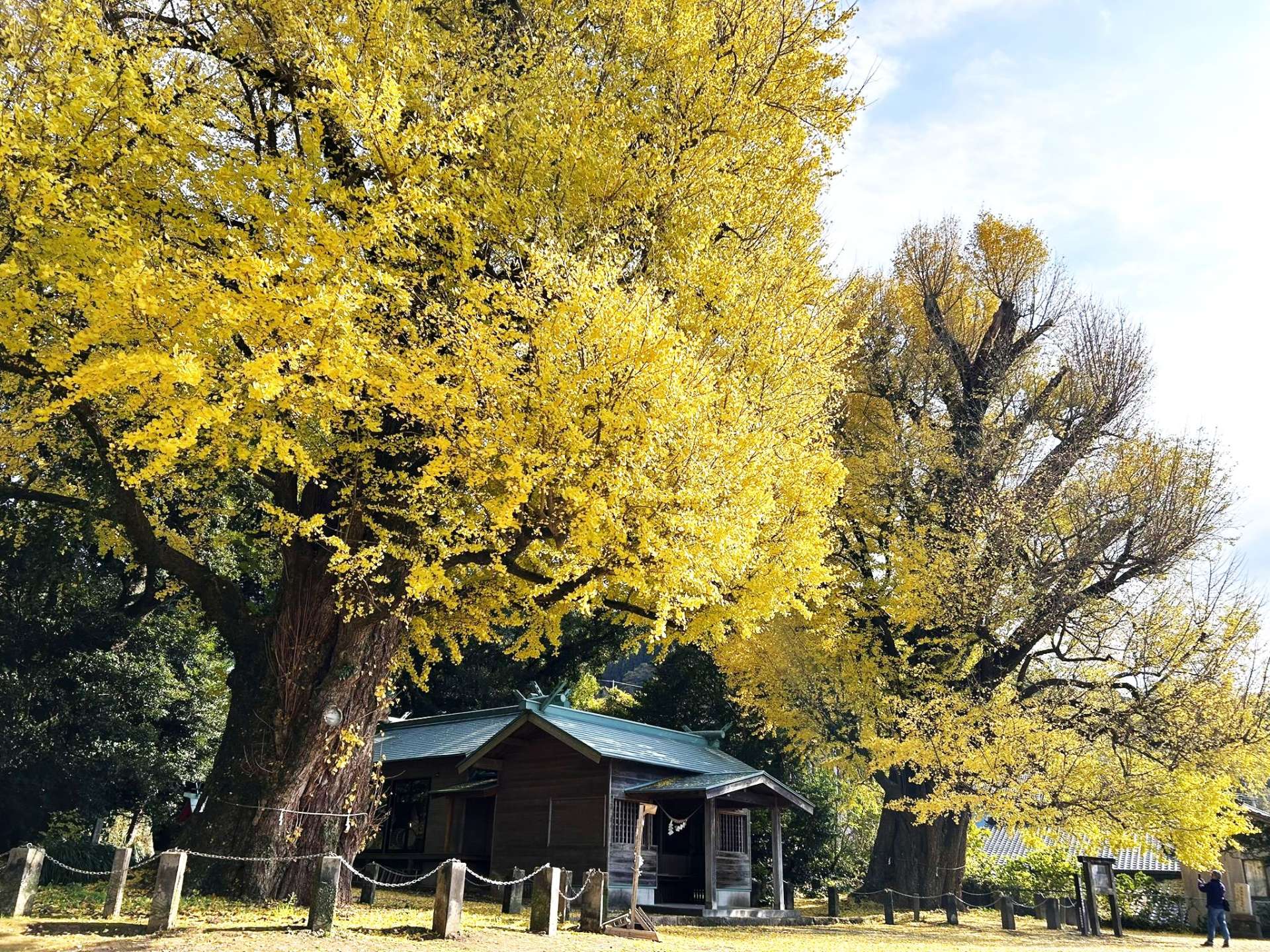 黄金色に染まる宮浦宮の夫婦イチョウ＝１７日、霧島市福山町福山