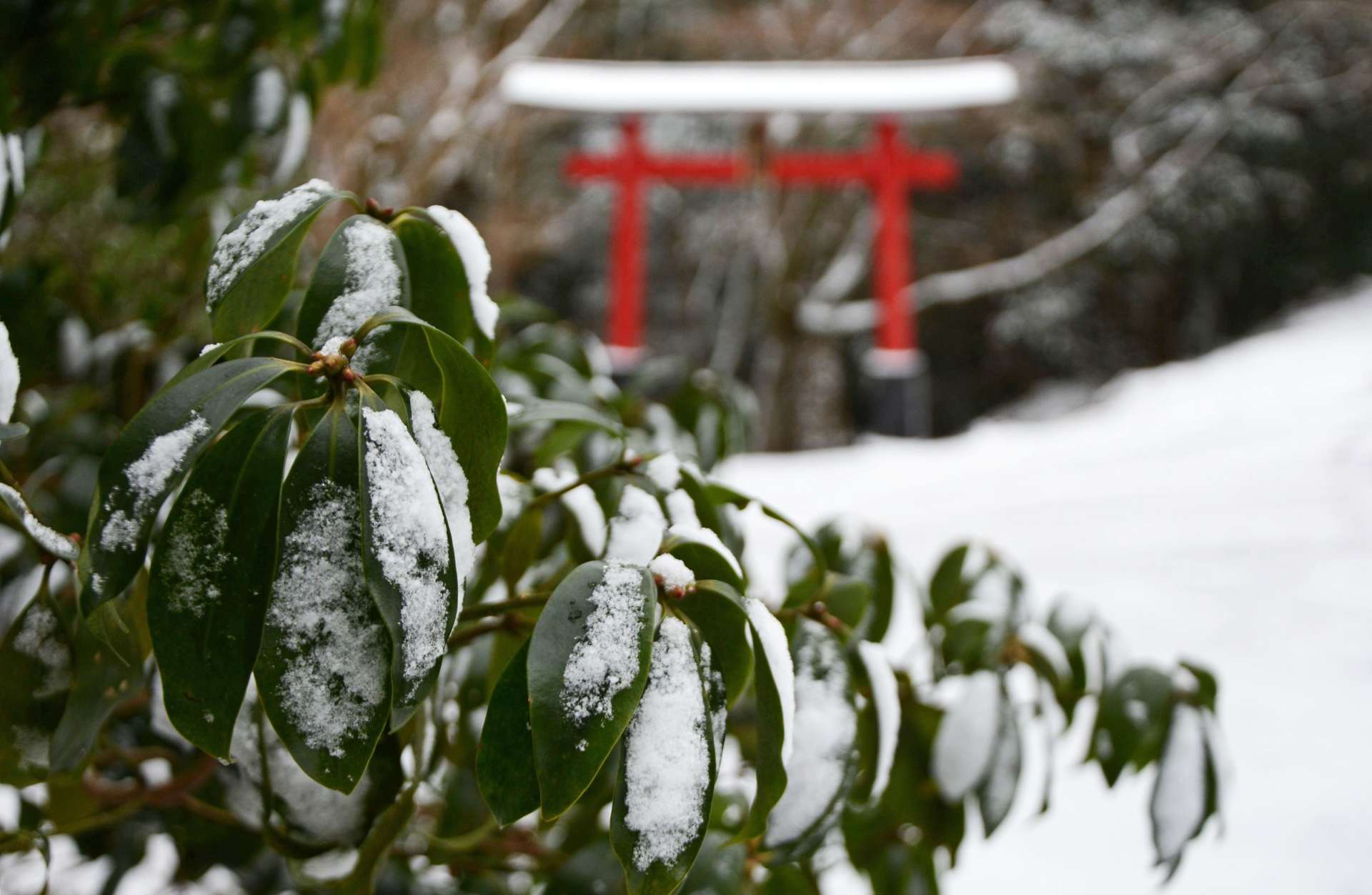 雪化粧した紫尾山頂付近＝１９日、出水市武本（さつま町の許可を得て撮影）