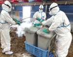 殺処分作業にあたる鹿児島県職員＝２０日、霧島市福山（県提供）
