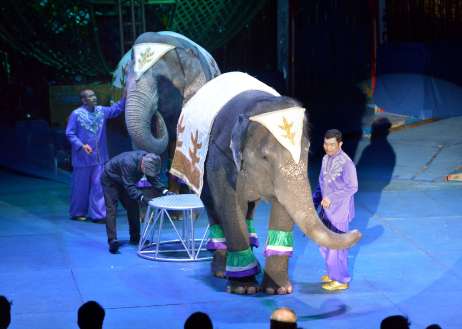 迫力のある芸を見せる「象さんのショー」＝２１日、鹿児島市のドルフィンポート跡地