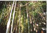 １９９７年に枇榔島で行われた調査時の写真。竹が高く成長し林立している（志布志市教育委員会提供）