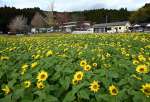 冬枯れの景色の中で花色鮮やかなヒマワリ＝２１日、南九州市川辺町清水