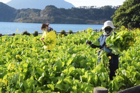 〈関連〉菜の花を摘み取る職員ら＝２３日、指宿市の池田湖