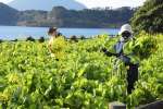 〈関連〉菜の花を摘み取る職員ら＝２３日、指宿市の池田湖