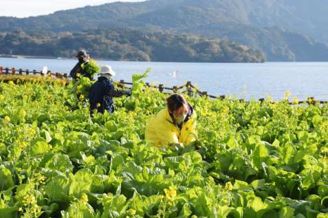 菜の花を摘み取る職員ら＝２３日、指宿市の池田湖