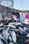 〈別カット〉ブリの出荷作業に追われる漁業者ら＝２５日、長島町の薄井漁港