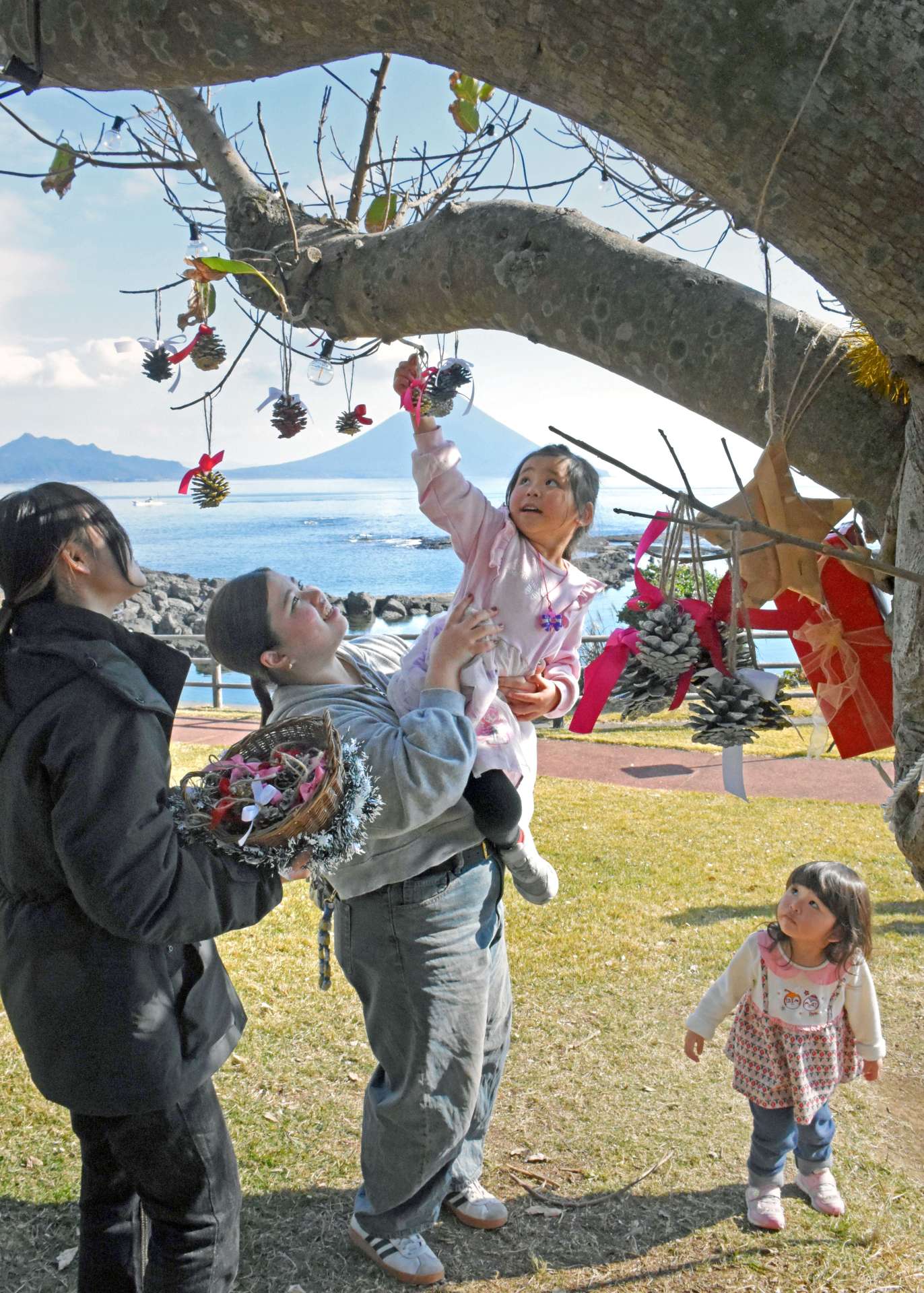 アコウの木をクリスマスツリーに見立て、オーナメントを飾り付ける来場者＝２５日、南九州市頴娃の番所鼻自然公園