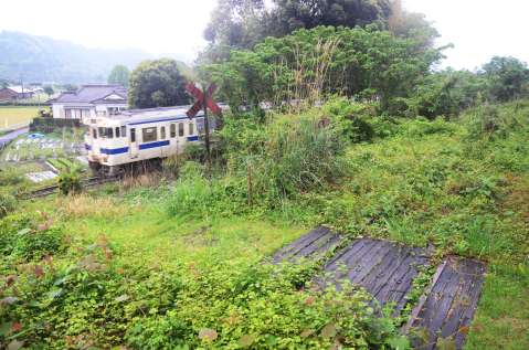 雑草が覆う肥薩線の線路（手前）。すぐ先を吉都線の列車が走る＝４月、湧水町