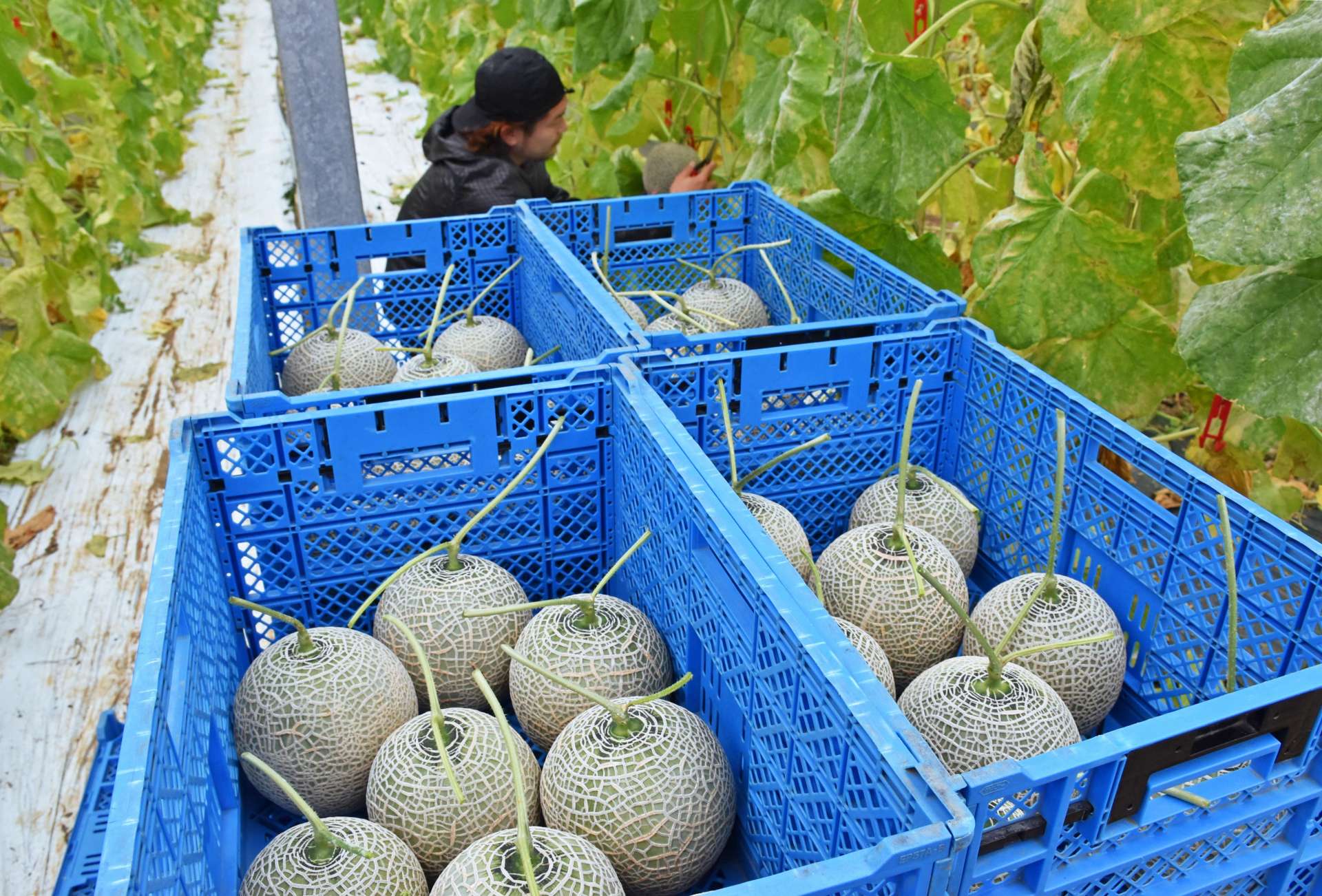 （別カット）メロンの収穫、出荷作業に追われる園田裕一郎さん＝２６日、喜界町佐手久