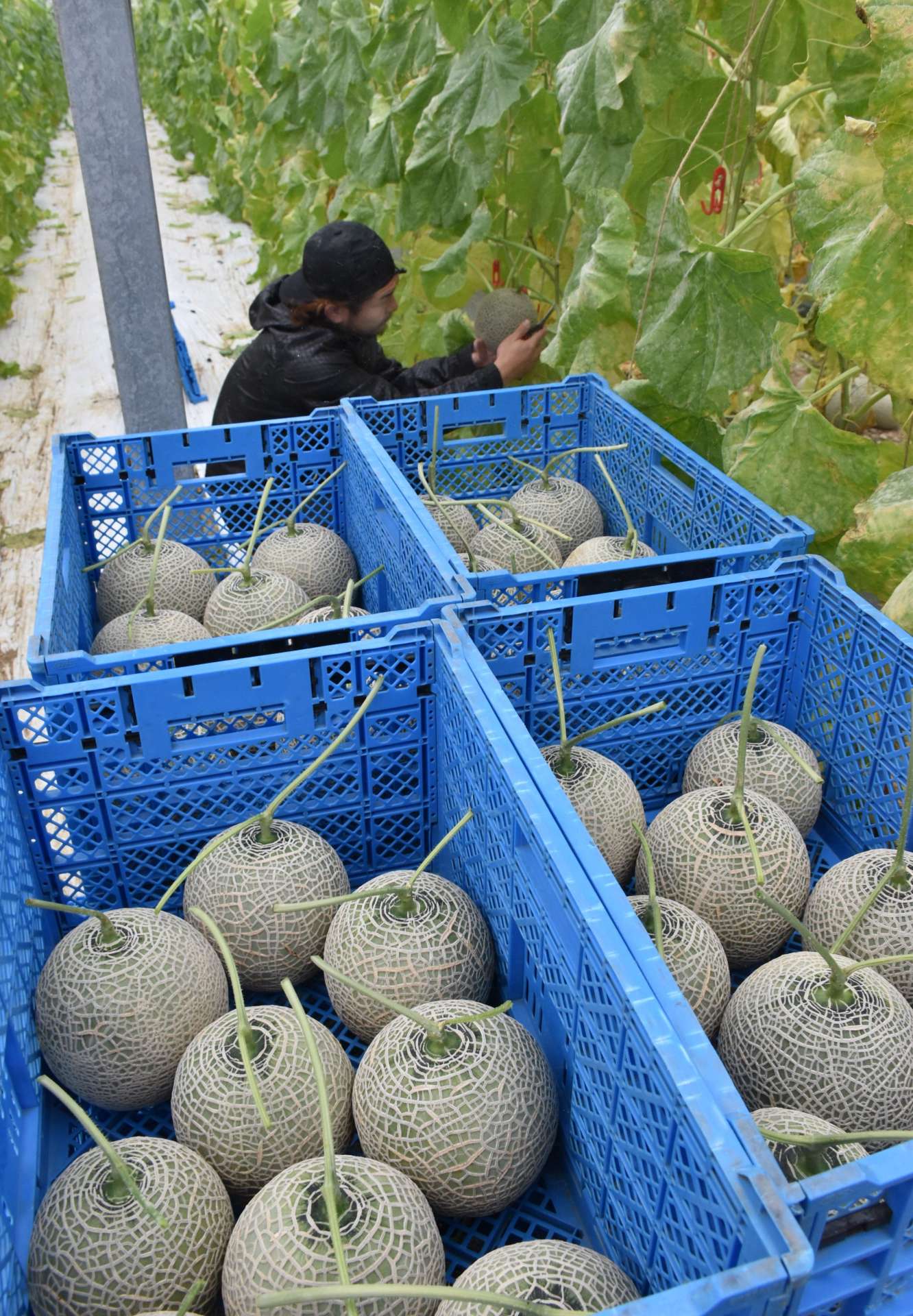 メロンの収穫、出荷作業に追われる園田裕一郎さん＝２６日、喜界町佐手久