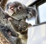 出袋したコアラの赤ちゃんと母親のヒマワリ（平川動物公園提供）