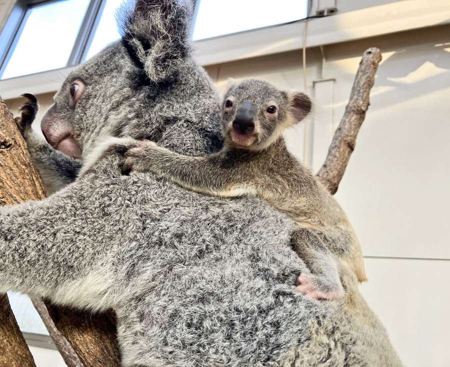 出袋したコアラの赤ちゃんと母親のヒマワリ（平川動物公園提供）