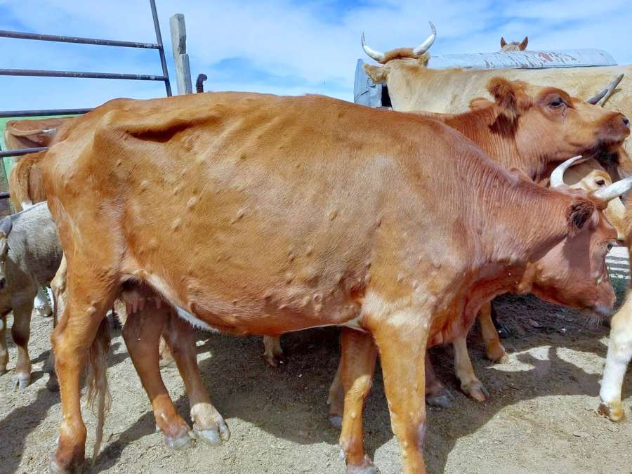 ランピースキン病に感染した牛。皮膚に結節が生じるのが特徴（モンゴル国中央獣医学研究所提供）