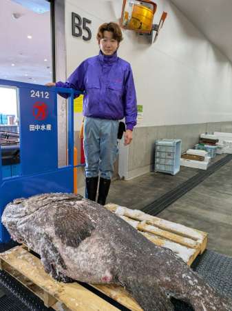 田中水産が競り落とした体長１８５センチ、体重約１１８キロのタマカイ（同社提供）