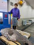 田中水産が競り落とした体長１８５センチ、体重約１１８キロのタマカイ（同社提供）
