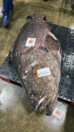 〈アップで見る〉田中水産が競り落とした体長１８５センチ、体重約１１８キロのタマカイ（同社提供）
