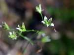 ヘツカリンドウの花弁中央には蜜がたまっている＝２５日、奄美大島