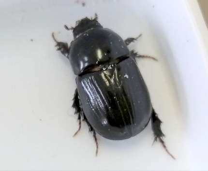 〈関連＝カブトムシをアップで見る〉小宝島学園生が島内で捕まえたクロマルカブトムシ（小宝島学園提供）