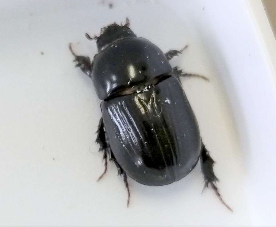 〈関連＝カブトムシをアップで見る〉小宝島学園生が島内で捕まえたクロマルカブトムシ（小宝島学園提供）