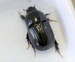 〈関連＝カブトムシをアップで見る〉小宝島学園生が島内で捕まえたクロマルカブトムシ（小宝島学園提供）
