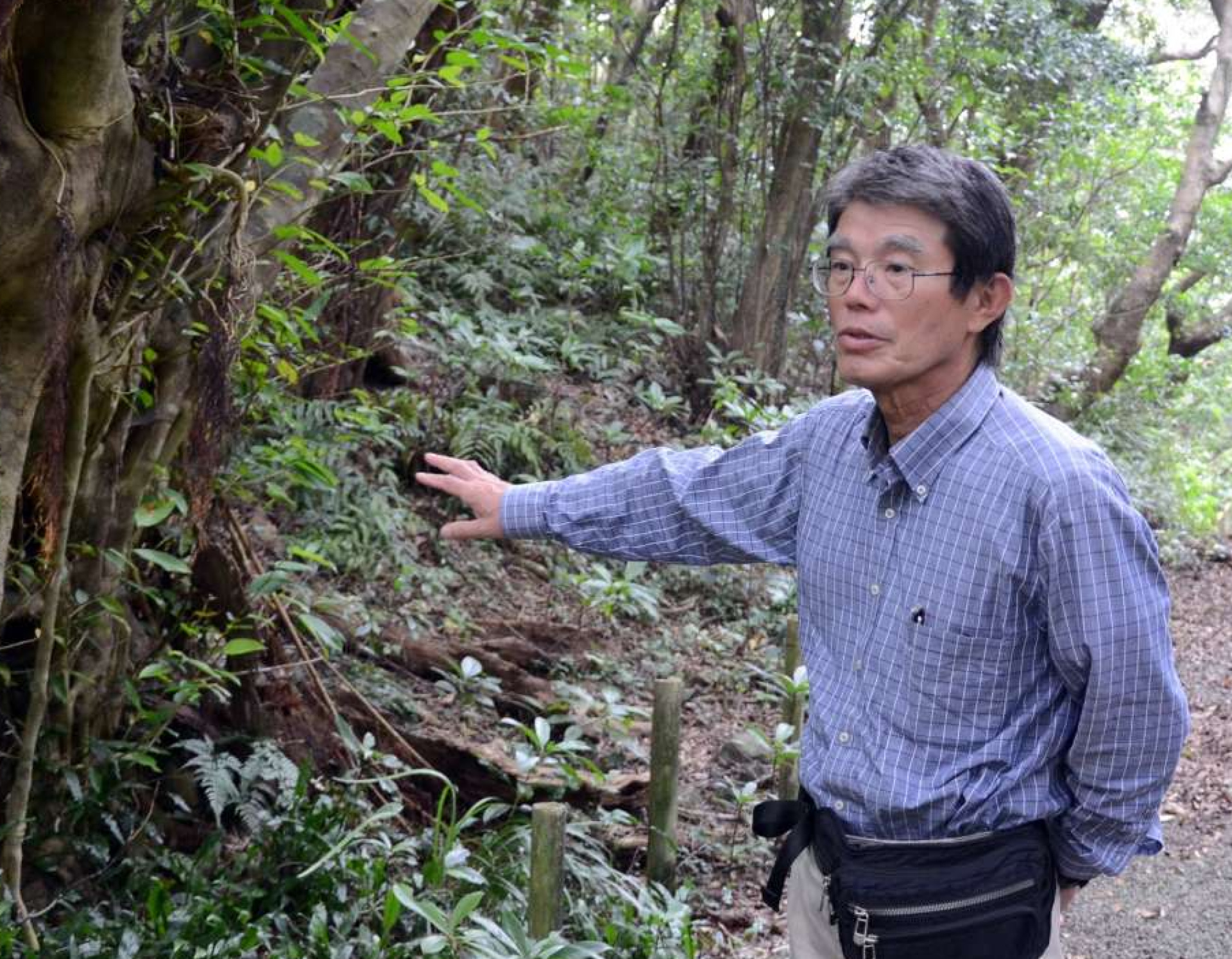 ハブが好む場所を探す服部正策さん＝２０２４年１１月、龍郷町