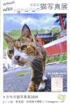 志布志猫写真展をＰＲするポストカード